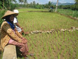 Jelang Kemarau, Petani Tadah Hujan Was-Was