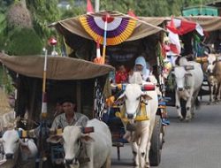 Sultan Imbau Peternak Jangan Pecut Sapi Hingga Terluka