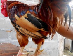 Ayam Kate Berjari Lima Hebohkan Warga