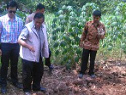 Sorgum Dapat Digunakan Sebagai Alternatif Pangan