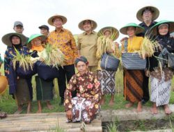 Padi Menor Dipanen Para Pejabat