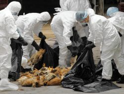 Musim Penghujan, Masyarakat Dihimbau Waspadai Flu Burung