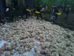 Diterjang Puting Beliung, Ribuan Ayam Mati