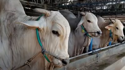 Jangan Khawatir Ratusan Ternak di Bantul Suspek PMK Sudah Ditangani, Pasar Hewan Masih Buka