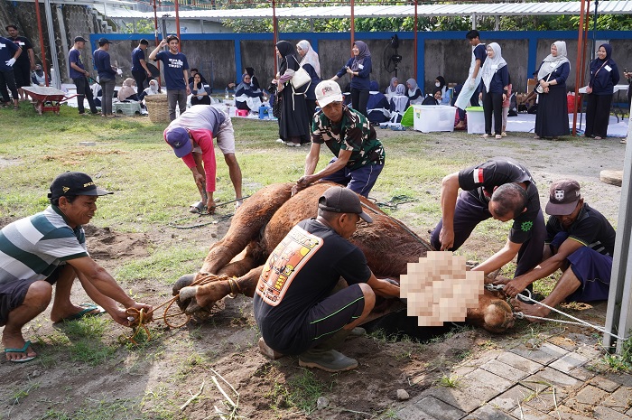 Proses pemotongan hewan kurban di Gis 3 Jogja. Tahun ini GIS 3 Jogja Kurban 52 Kambing dan 3 Sapi Hasil Tabungan Kurban Siswa. Foto: Kemal/Humas Gis 3 Jogja.