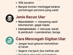 135 Ribu Kasus Gigitan Ular di Indonesia Setiap Tahun, Begini Cara Cegah dan Menanganinya