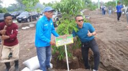 Kebun Kelengkeng Itoh Super Hadir di Widomartani, Tawarkan Wisata Edukasi dan Sistem Petik Sendiri