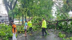 Hujan Deras di Purbalingga, Dua Pohon Tumbang Lumpuhkan Lalu Lintas