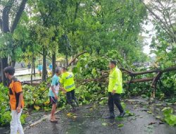 Hujan Deras di Purbalingga, Dua Pohon Tumbang Lumpuhkan Lalu Lintas