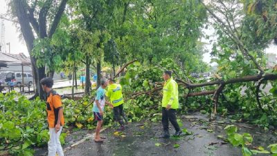 Hujan Deras di Purbalingga, Dua Pohon Tumbang Lumpuhkan Lalu Lintas