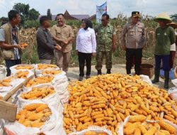 Dukung Ketahanan Pangan, Polres Purbalingga Panen Raya Jagung di Lahan 8.000 Meter