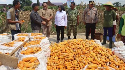 Dukung Ketahanan Pangan, Polres Purbalingga Panen Raya Jagung di Lahan 8.000 Meter