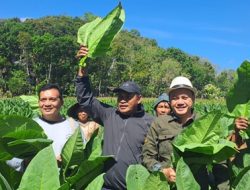 Taru Martani Perluas Budidaya Tembakau Grompol, Petani DIY Mengaku Pendapatan Meningkat