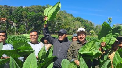 Taru Martani Perluas Budidaya Tembakau Grompol, Petani DIY Mengaku Pendapatan Meningkat
